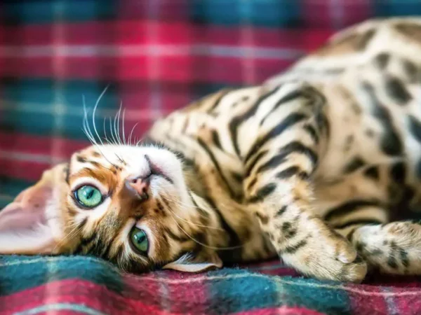 Bengal-kattens röst och ljud