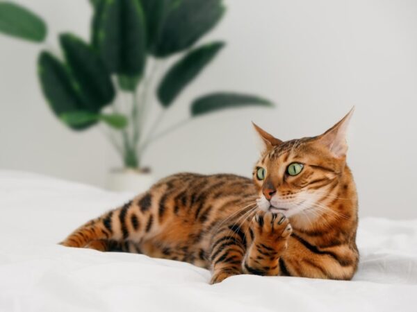 Att hitta rätt Bengal-uppfödare