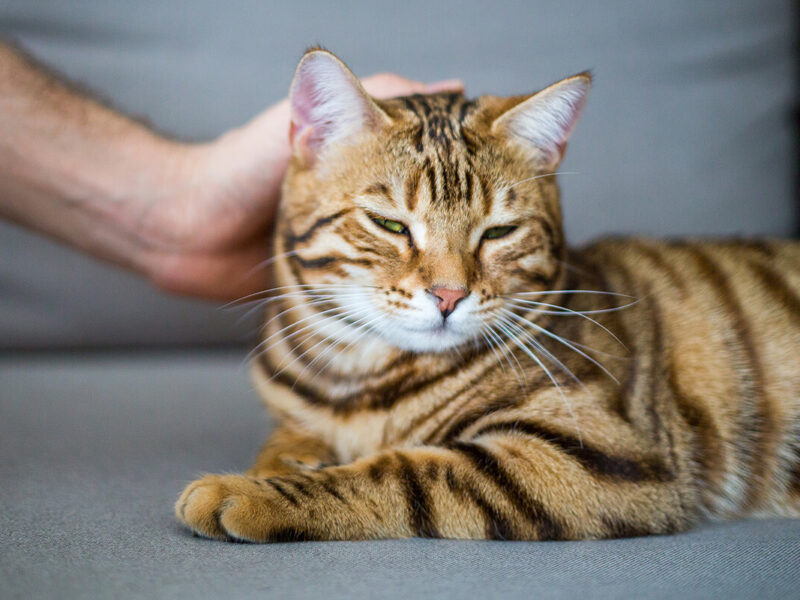 Så kan Bengal-katten påverka din hälsa