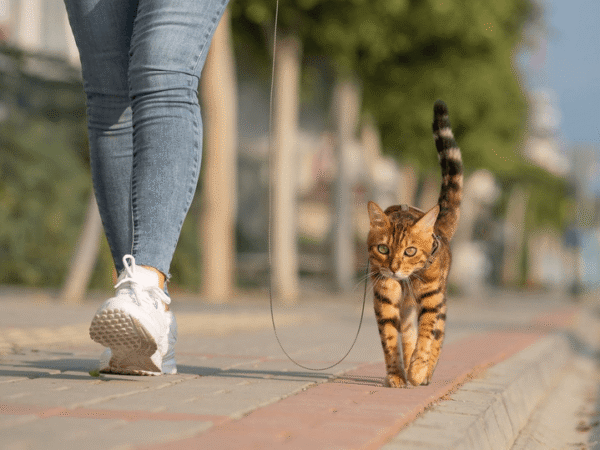 Lydnad och seleträning för Bengal-katter