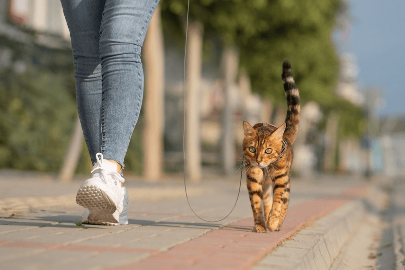 bengal i koppel
